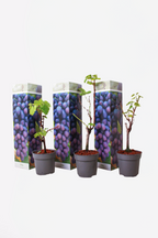 Lot De 3 Vignes Bleues – Plante D’Extérieur