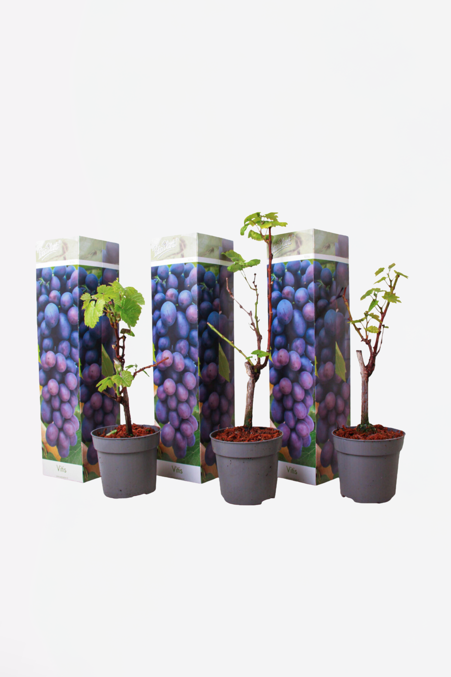 Lot De 3 Vignes Bleues – Plante D’Extérieur
