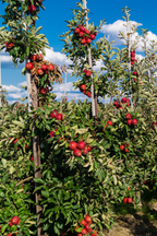 Mélange De 4 Arbres Fruitiers Colonnaires – Plante D’Extérieur