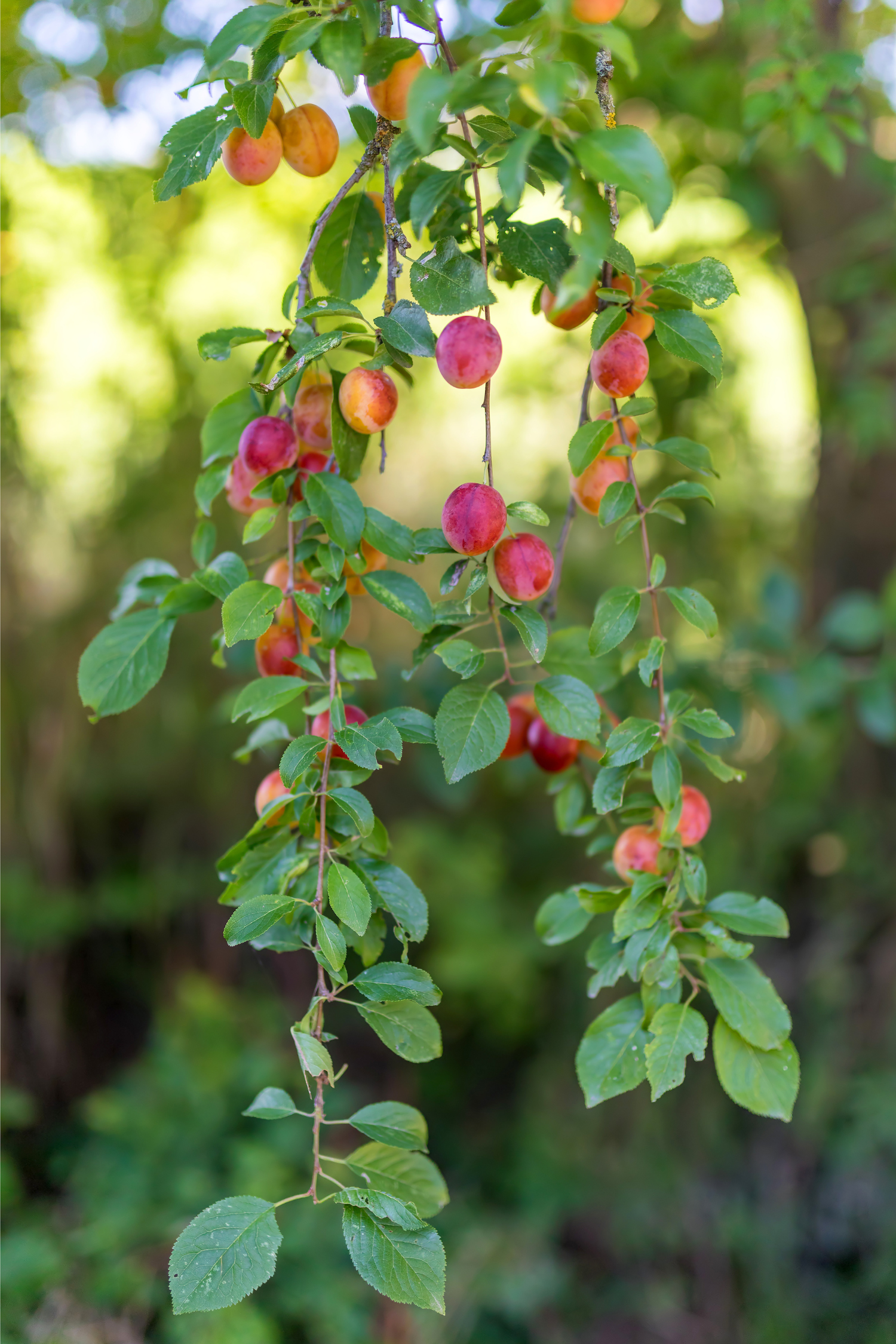 Mélange De 4 Arbres Fruitiers Colonnaires – Plante D’Extérieur
