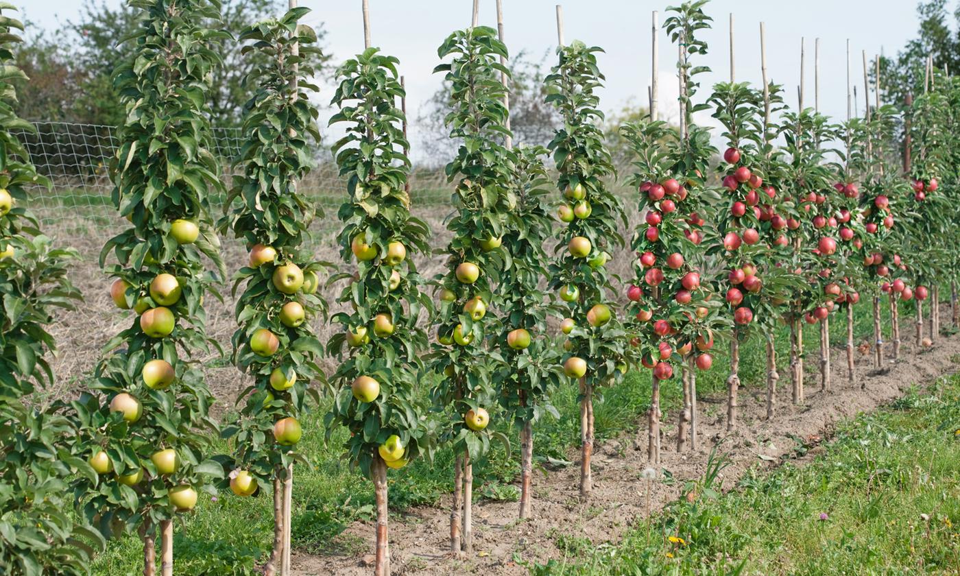 Mélange De 4 Arbres Fruitiers Colonnaires – Plante D’Extérieur