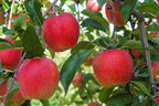 Mélange De 4 Arbres Fruitiers Colonnaires – Plante D’Extérieur