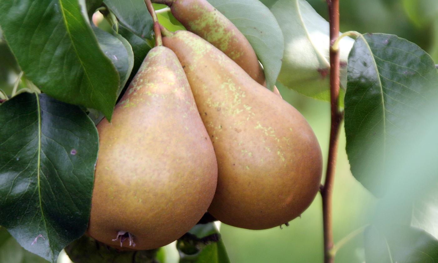 Mélange De 4 Arbres Fruitiers Colonnaires – Plante D’Extérieur