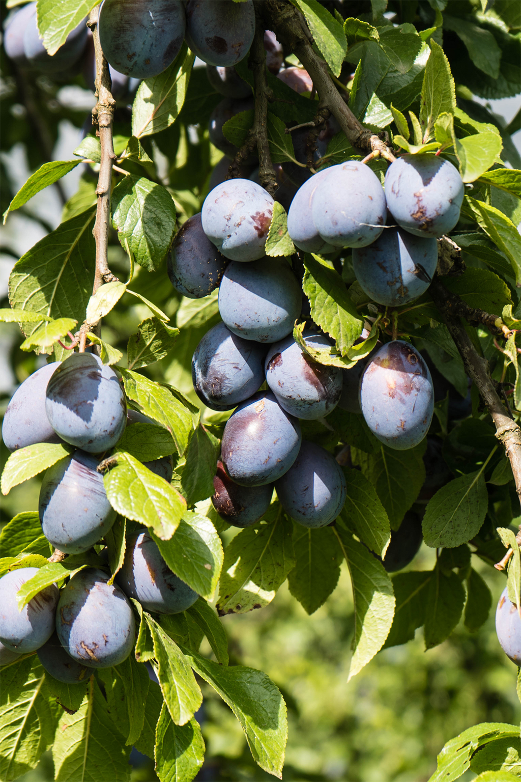 Mélange De 4 Arbres Fruitiers Colonnaires – Plante D’Extérieur
