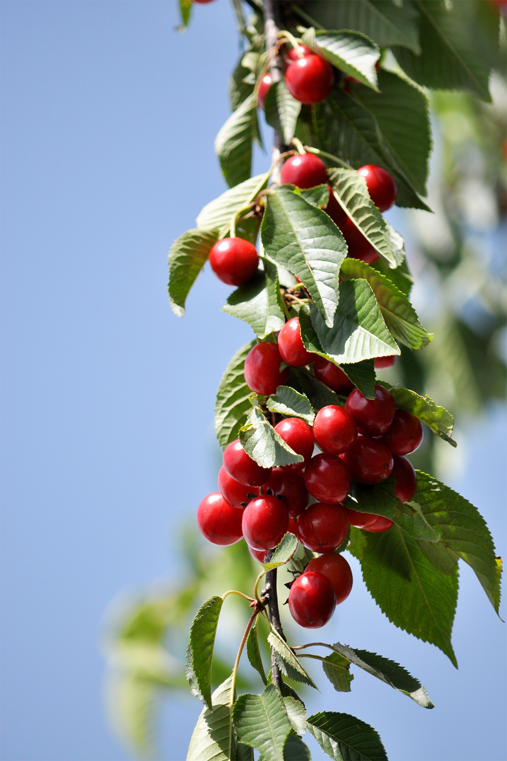 Mélange De 4 Arbres Fruitiers Colonnaires – Plante D’Extérieur