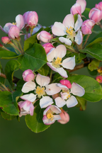 Mélange De 4 Arbres Fruitiers Colonnaires – Plante D’Extérieur