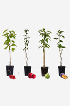 Mélange De 4 Arbres Fruitiers Colonnaires – Plante D’Extérieur