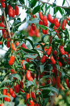 Lot De 3 Baies De Goji – Plante D’Extérieur