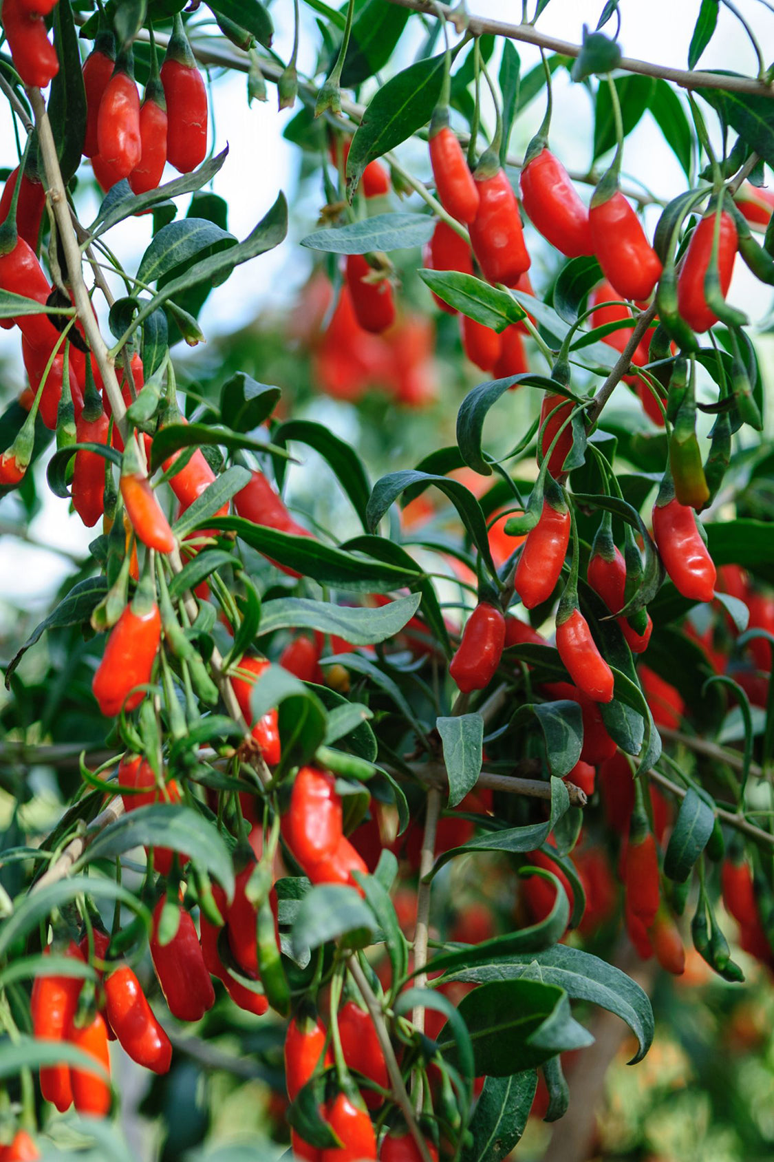 Lot De 3 Baies De Goji – Plante D’Extérieur