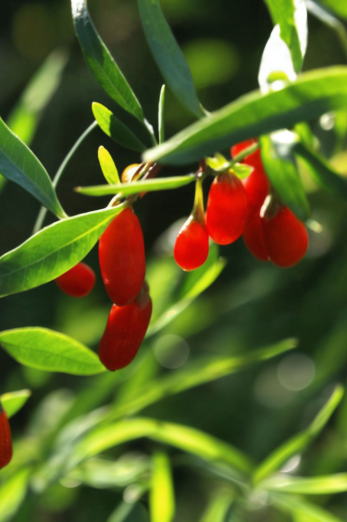 Lot De 3 Baies De Goji – Plante D’Extérieur