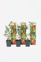 Lot De 3 Baies De Goji – Plante D’Extérieur