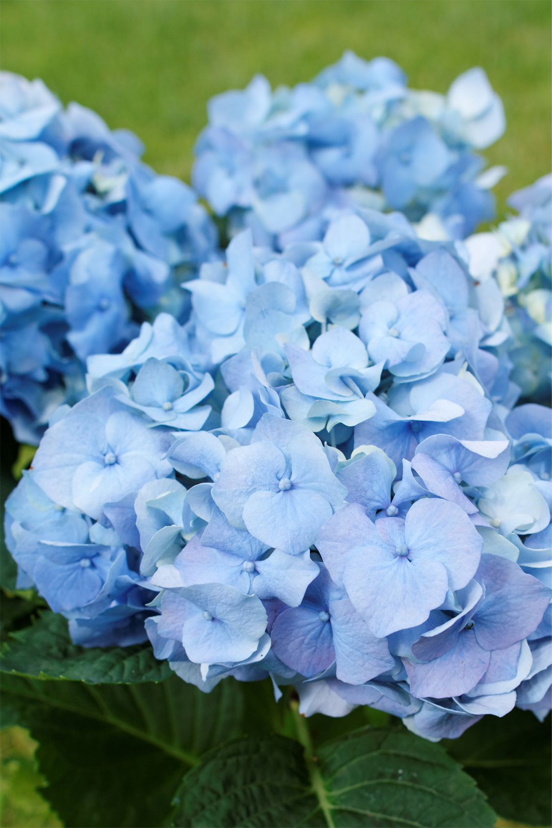Mélange De 3 Hortensias Macrophylla – Plante D’Extérieur