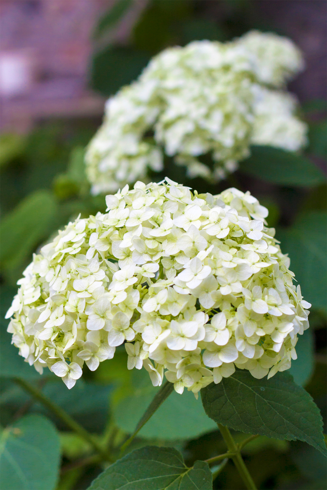 Mélange De 3 Hortensias Macrophylla – Plante D’Extérieur