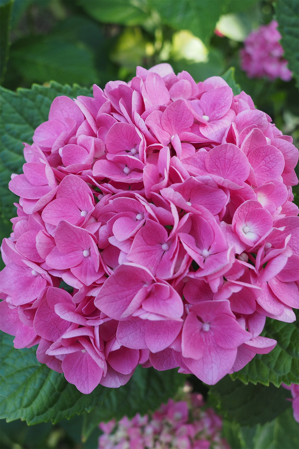 Mélange De 3 Hortensias Macrophylla – Plante D’Extérieur