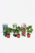 Mélange De 3 Hortensias Macrophylla – Plante D’Extérieur