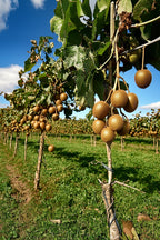 Lot De 3 Kiwi Jenny – Plante D’Extérieur