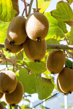 Lot De 3 Kiwi Jenny – Plante D’Extérieur