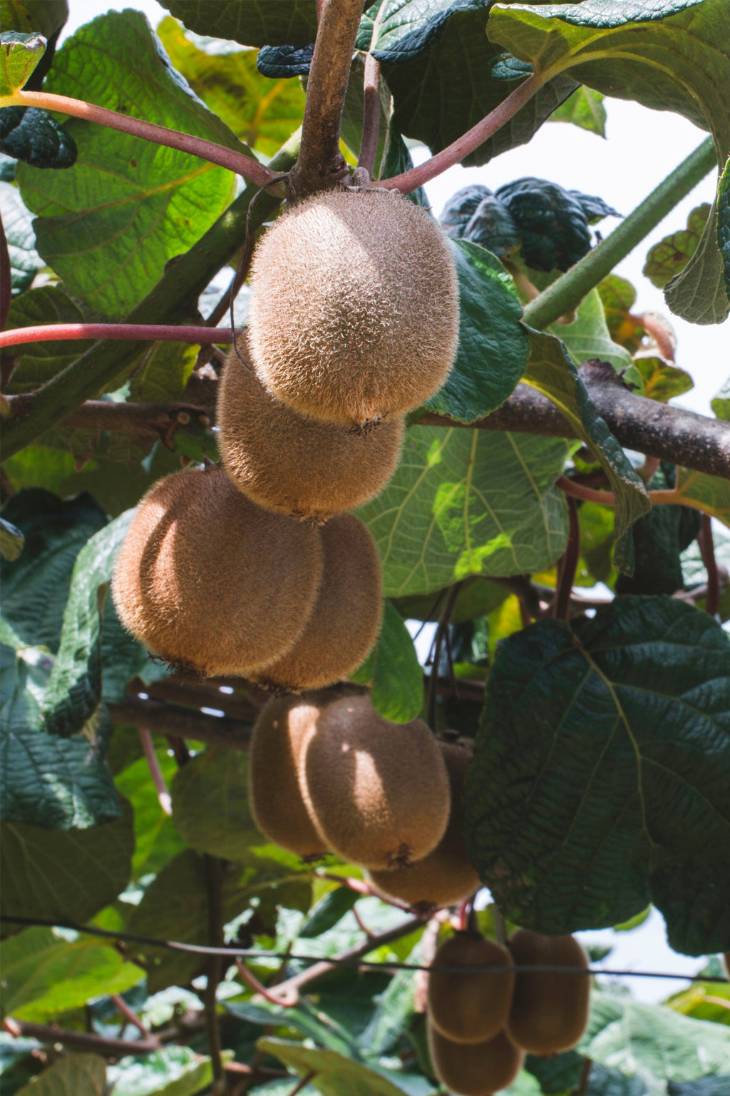 Lot De 3 Kiwi Jenny – Plante D’Extérieur