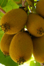 Lot De 3 Kiwi Jenny – Plante D’Extérieur