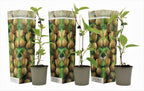 Lot De 3 Kiwi Jenny – Plante D’Extérieur