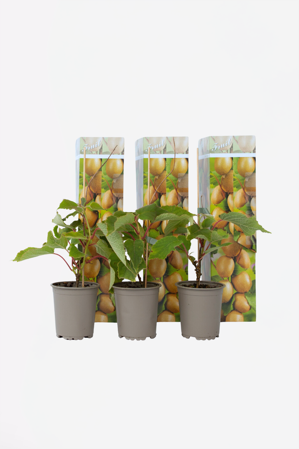 Lot De 3 Kiwi Jenny – Plante D’Extérieur