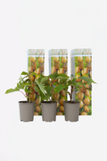 Lot De 3 Kiwi Jenny – Plante D’Extérieur