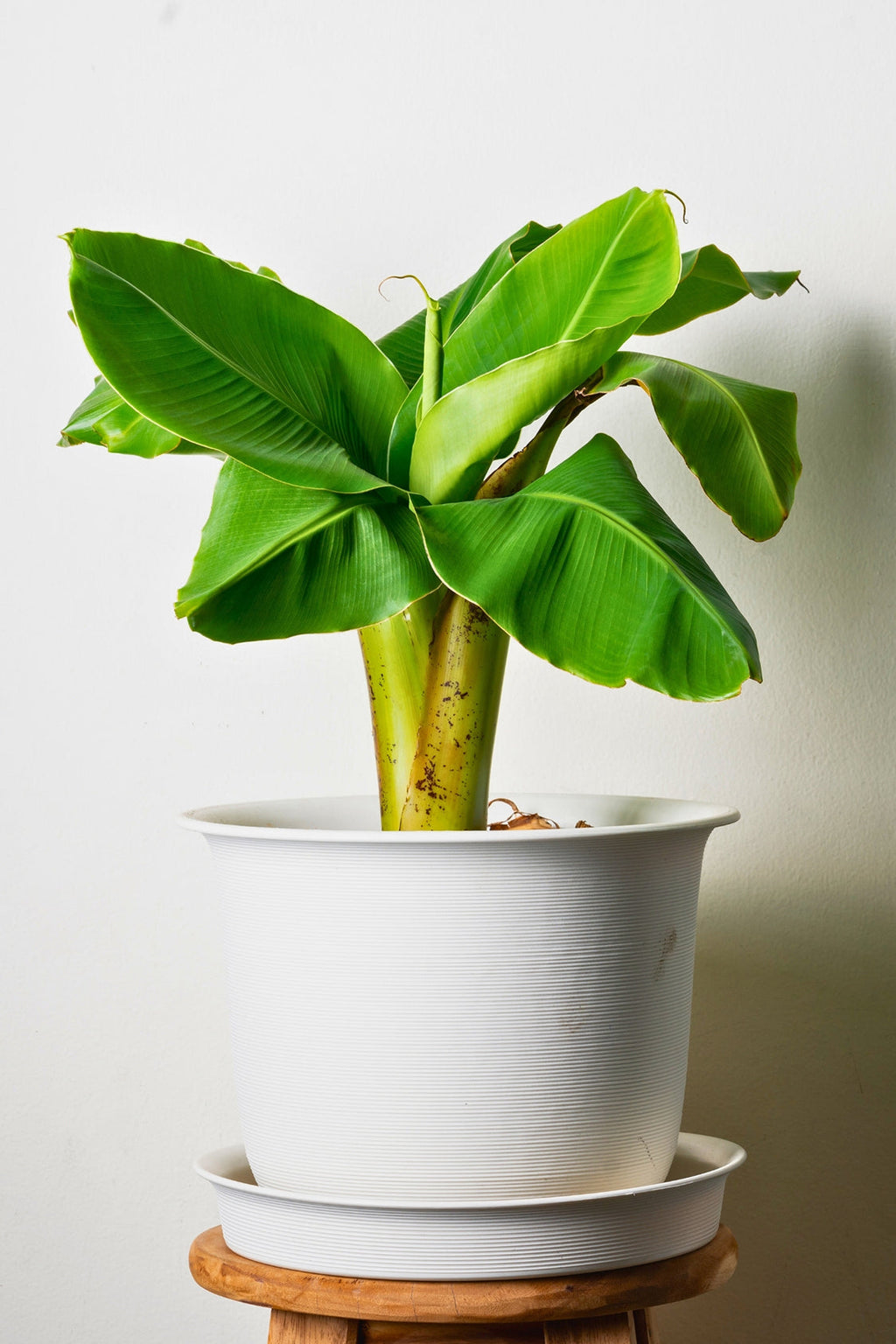 Lot De 2 Bananiers ‘Musa Basjoo’ – Plante D’Extérieur
