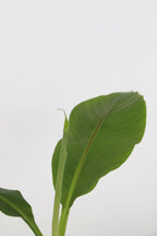 Lot De 2 Bananiers ‘Musa Basjoo’ – Plante D’Extérieur