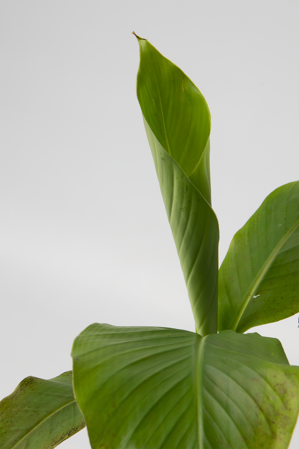 Lot De 2 Bananiers ‘Musa Basjoo’ – Plante D’Extérieur