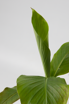Lot De 2 Bananiers ‘Musa Basjoo’ – Plante D’Extérieur