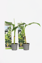 Lot De 2 Bananiers ‘Musa Basjoo’ – Plante D’Extérieur