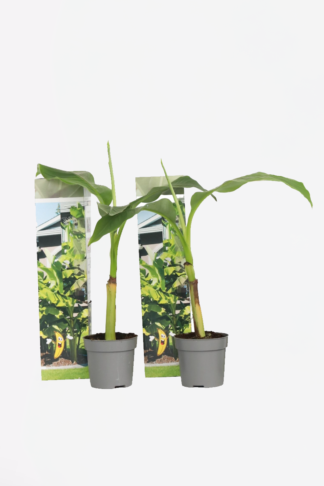 Lot De 2 Bananiers ‘Musa Basjoo’ – Plante D’Extérieur