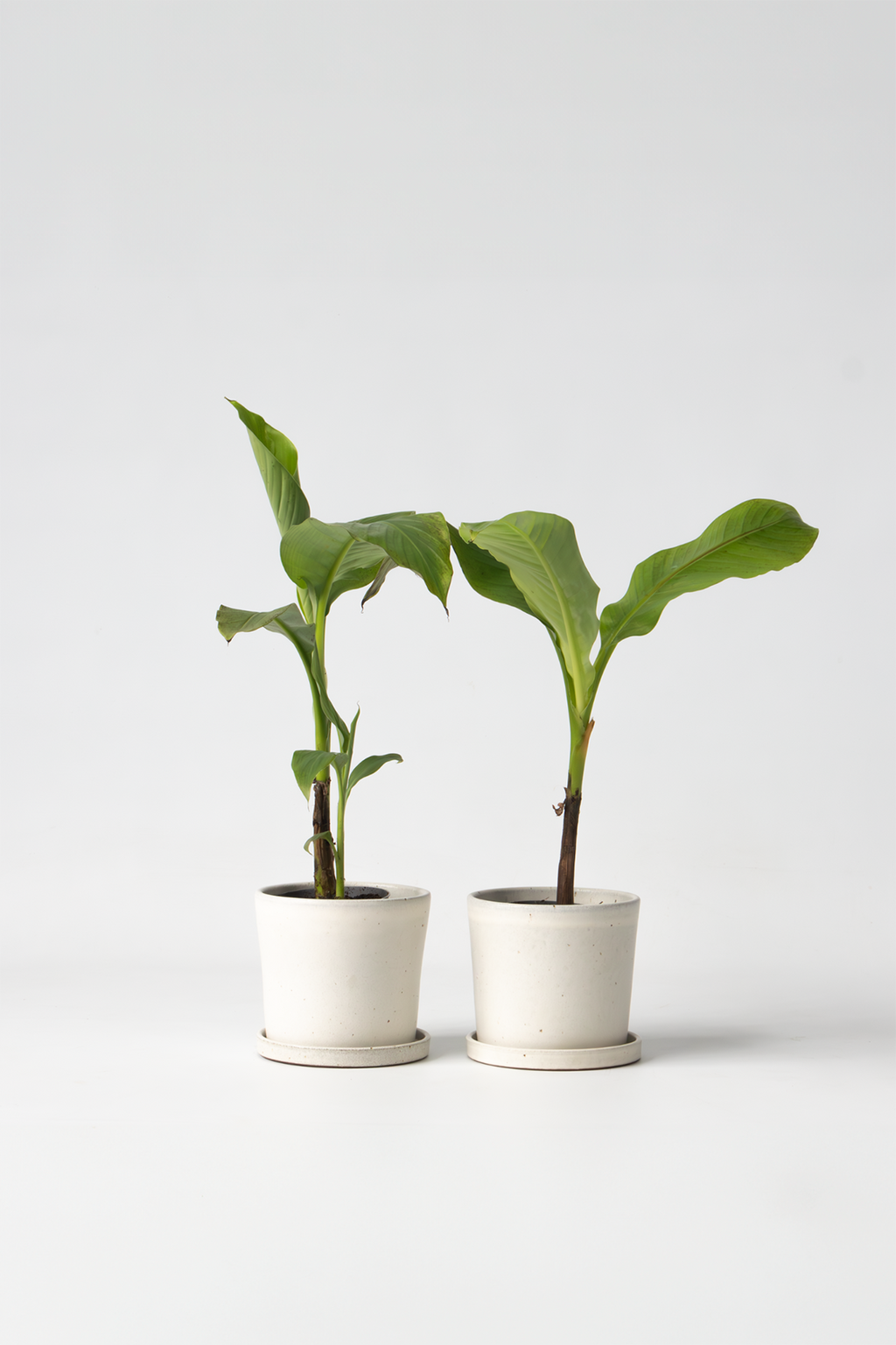 Lot De 2 Bananiers ‘Musa Basjoo’ – Plante D’Extérieur