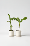 Lot De 2 Bananiers ‘Musa Basjoo’ – Plante D’Extérieur