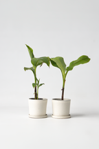 Lot De 2 Bananiers ‘Musa Basjoo’ – Plante D’Extérieur
