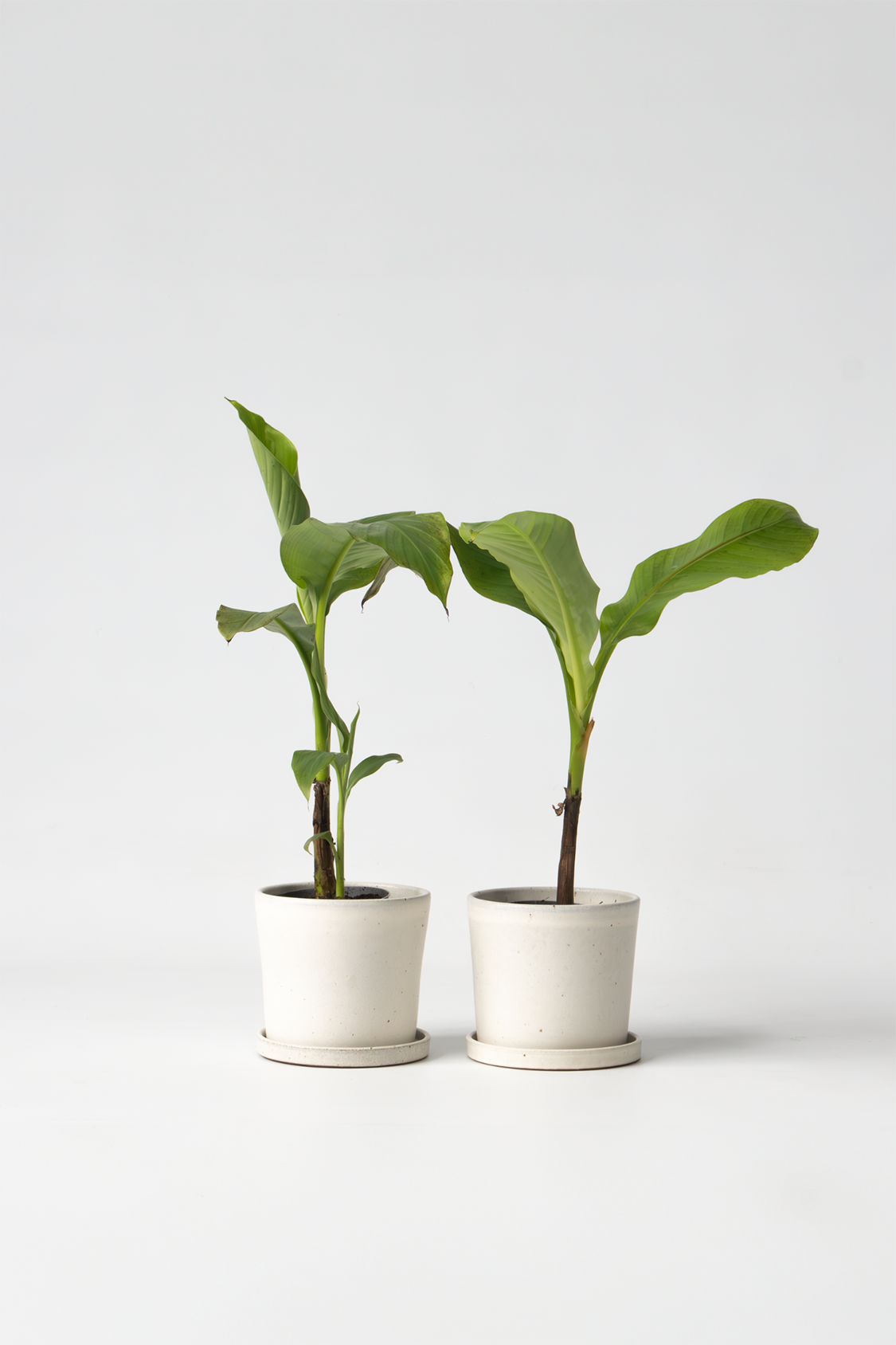 Lot De 2 Bananiers ‘Musa Basjoo’ – Plante D’Extérieur