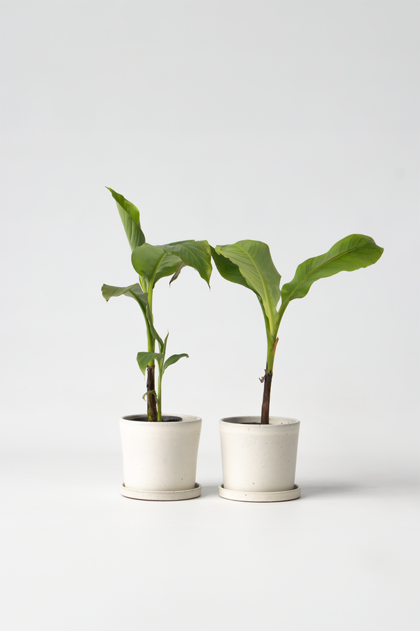 Lot De 2 Bananiers ‘Musa Basjoo’ – Plante D’Extérieur