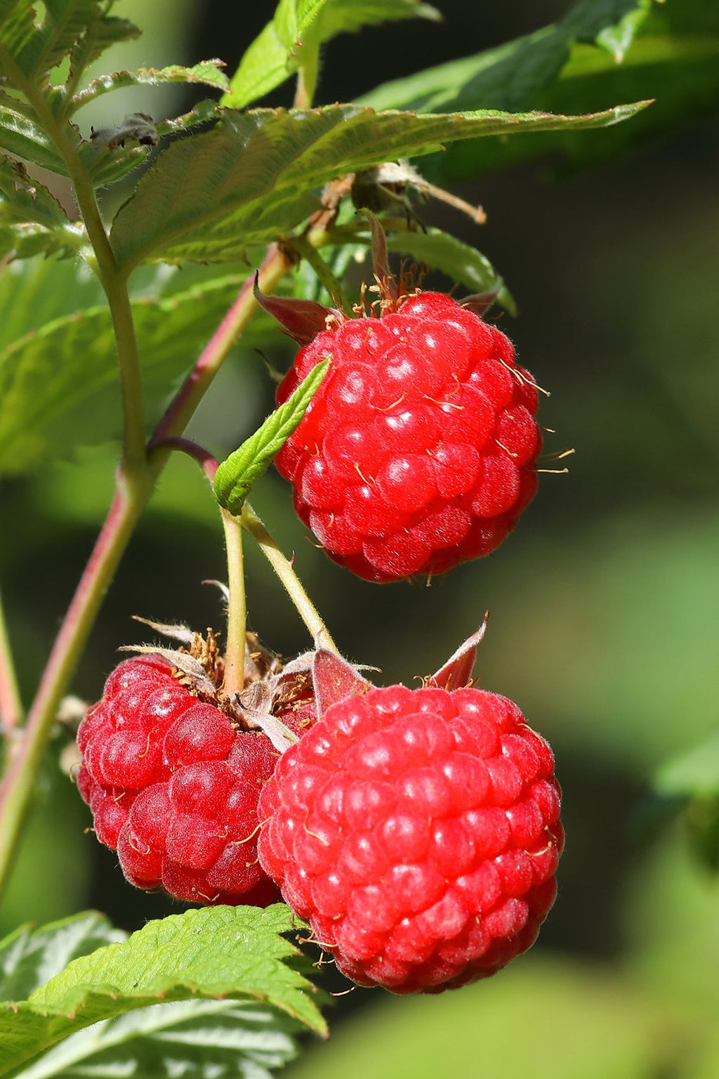 Lot De 3 Framboisiers ‘Rubus Idaeus’ – Plante D’Extérieur