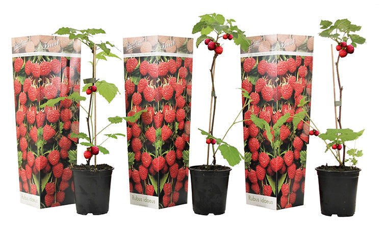 Lot De 3 Framboisiers ‘Rubus Idaeus’ – Plante D’Extérieur