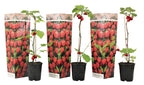 Lot De 3 Framboisiers ‘Rubus Idaeus’ – Plante D’Extérieur
