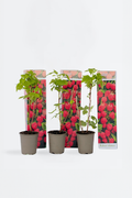 Lot De 3 Framboisiers ‘Rubus Idaeus’ – Plante D’Extérieur