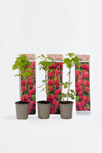 Lot De 3 Framboisiers ‘Rubus Idaeus’ – Plante D’Extérieur