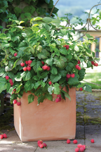 Lot De 3 Framboisiers ‘Rubus Idaeus’ – Plante D’Extérieur