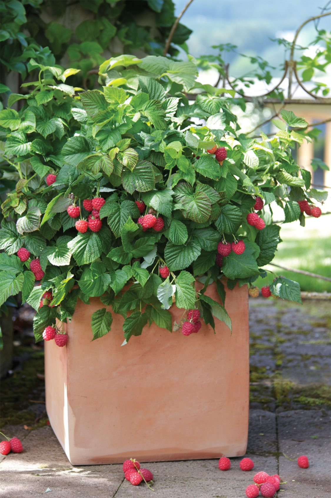 Lot De 3 Framboisiers ‘Rubus Idaeus’ – Plante D’Extérieur