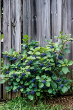 Mélange De 3 Plantes Superfruits – Plante D’Extérieur