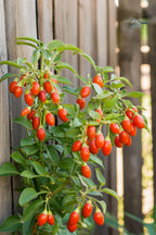 Mélange De 3 Plantes Superfruits – Plante D’Extérieur