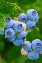 Mélange De 3 Plantes Superfruits – Plante D’Extérieur