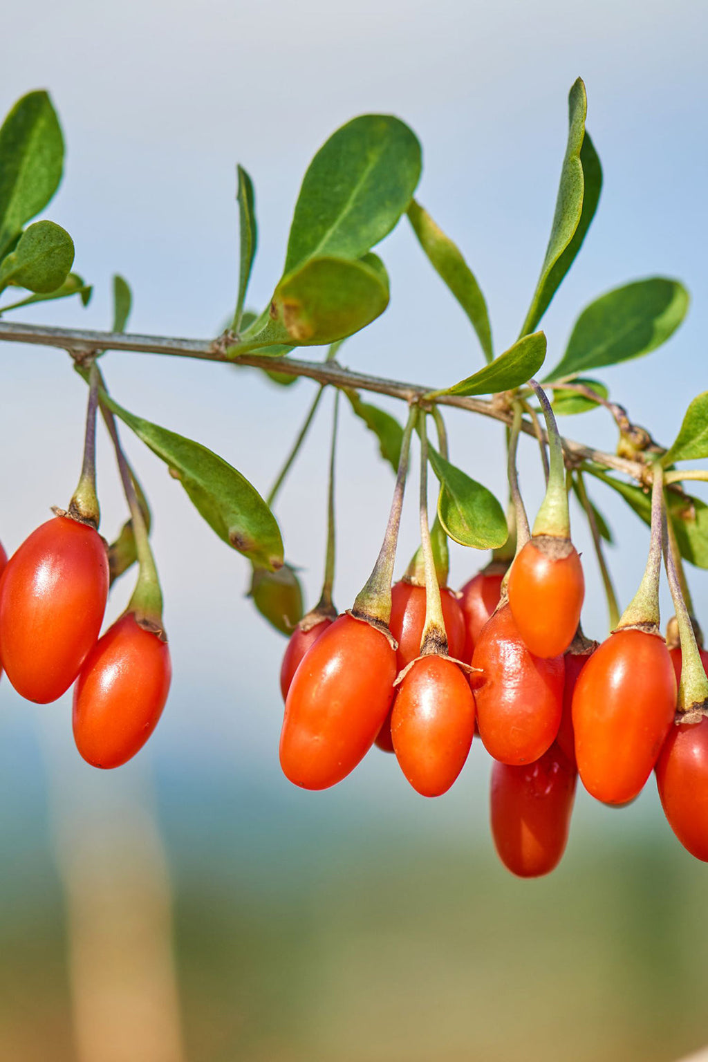 Mélange De 3 Plantes Superfruits – Plante D’Extérieur