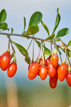 Mélange De 3 Plantes Superfruits – Plante D’Extérieur