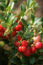 Mélange De 3 Plantes Superfruits – Plante D’Extérieur